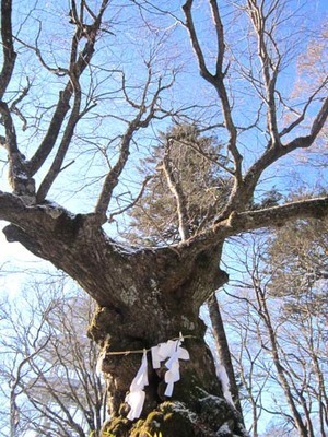 1- sinanoki.jpg
