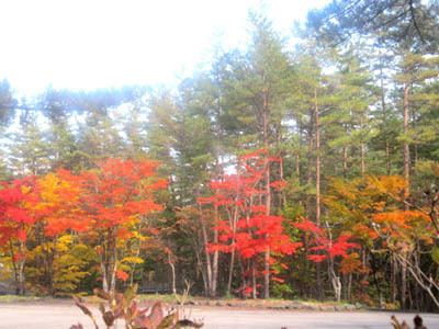 10-19 mitui no mori kouyou.jpg
