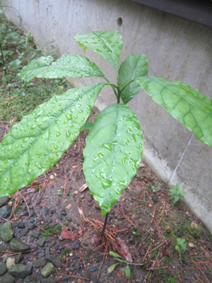 10- abokado 6160.jpg