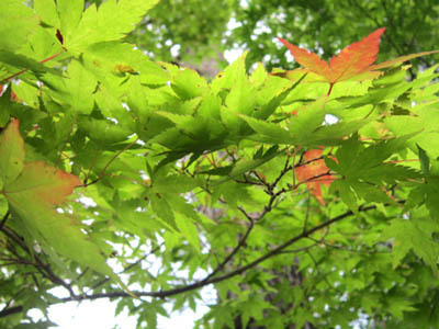 10-4 momiji.jpg