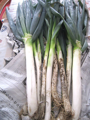 11-30 4833 fukayanegi.jpg