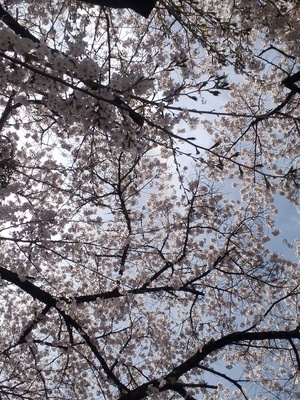 2025.4.22 gungin no sakura.jpg