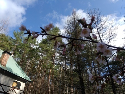 2025.4.24 morikuma　no sakura.jpg