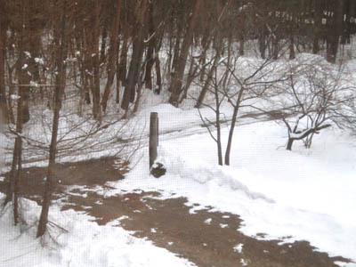3-23 kitune no michi.jpg