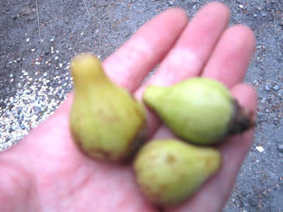 4536 butternuts akachan.jpg