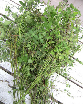 4546 catmint.jpg