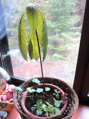 4556 10-15 abokado.jpg