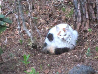 5-11 mayoi neko.jpg