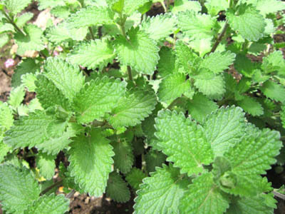5- catmint.jpg