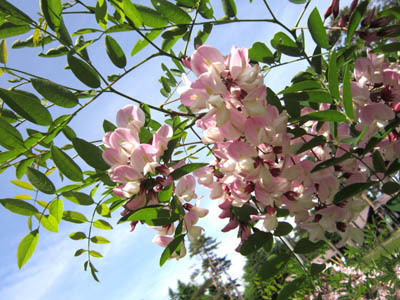 6-19 pink niseakasiya.jpg