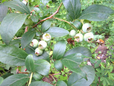 7-21 blueberry.jpg