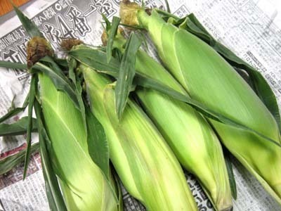 7-26 hanyuda toumorokoshi.jpg