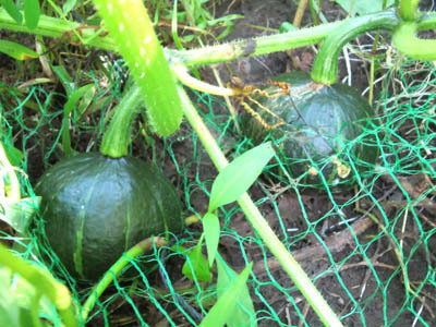 7-29 kabocha 2ko.jpg