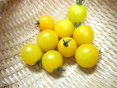 7-29 yellowmimi tomato.jpg