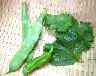 7-31 siso to morokko to sisito.jpg