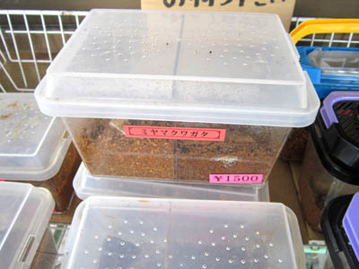 8-22 miyamakuwagata.jpg