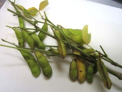 9- wagayano edamame.jpg