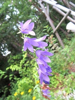 hatahurikikyo.jpg
