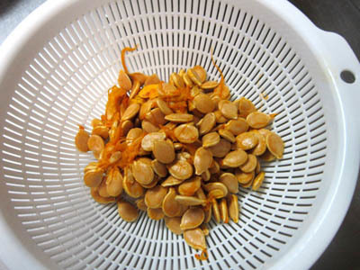 kabocha tane.jpg