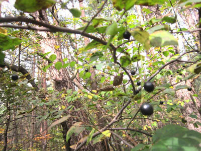 natuhaze 10-13.jpg